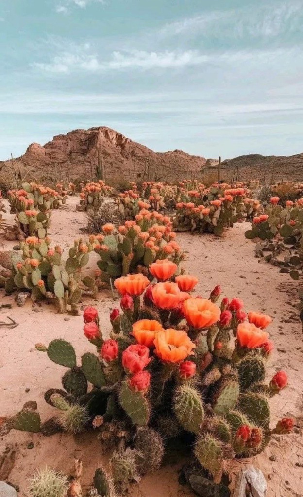 Blooming Desert Cacti