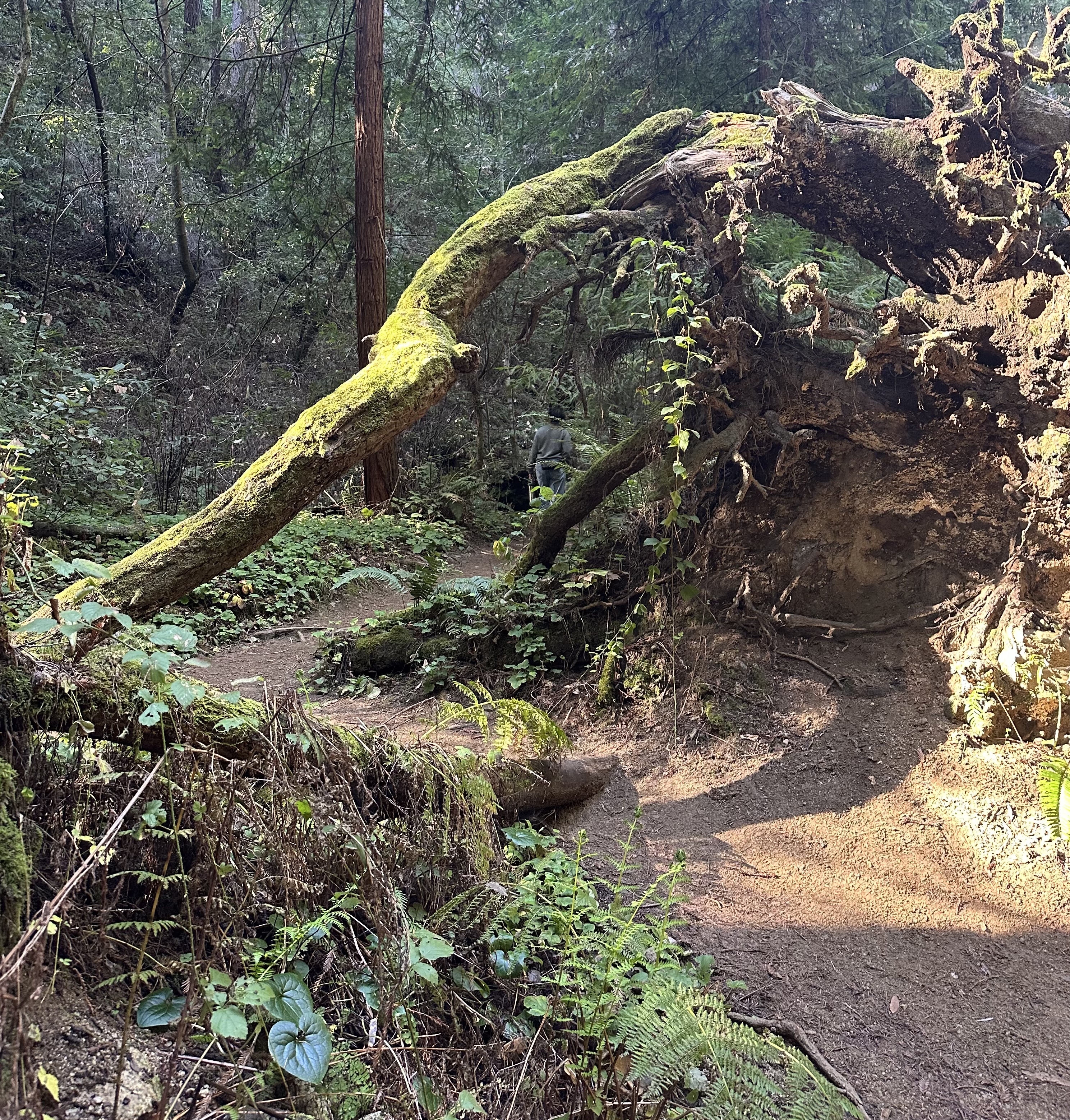 Sun shining through Coastal Redwoods